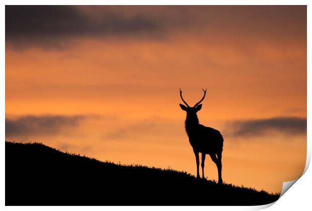 Sunrise Stag Silhouette Print by Macrae Images
