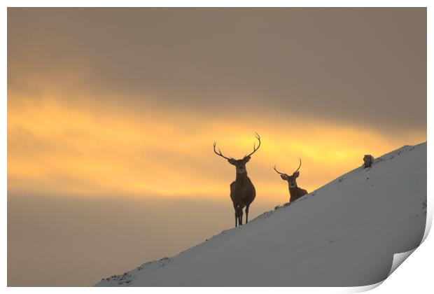 Winter Sunset in Strathglass Print by Macrae Images