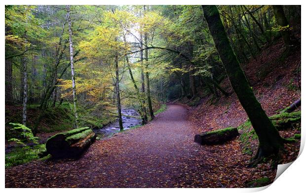 Reelig Glen Forest Walk Print by Macrae Images