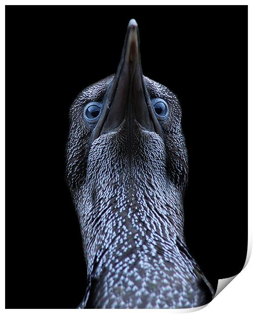 Northern gannet (morus bassanus) Print by Macrae Images