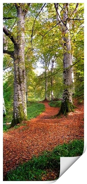 Path in Cawdor wood Print by Macrae Images