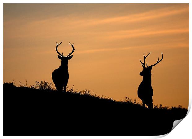 Red deer dawn Print by Macrae Images
