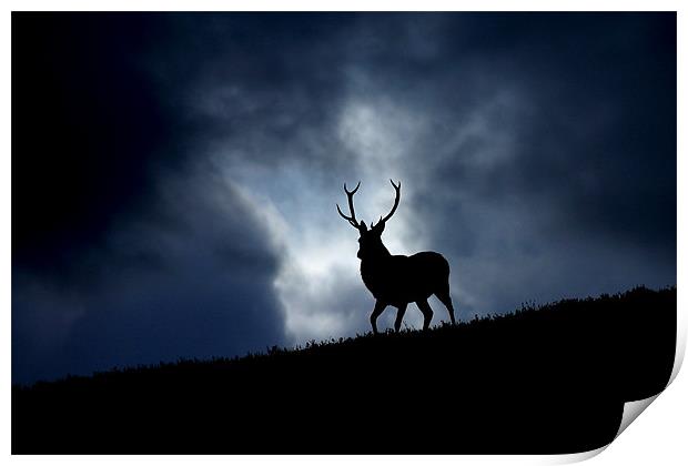 The stag Print by Macrae Images