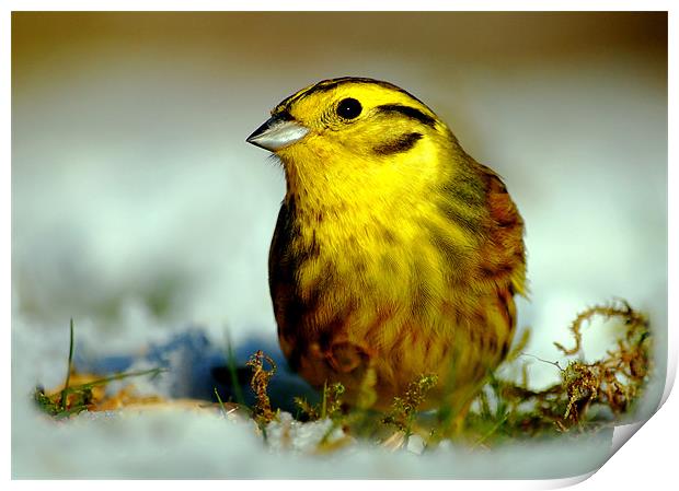 Yellowhammer Print by Macrae Images