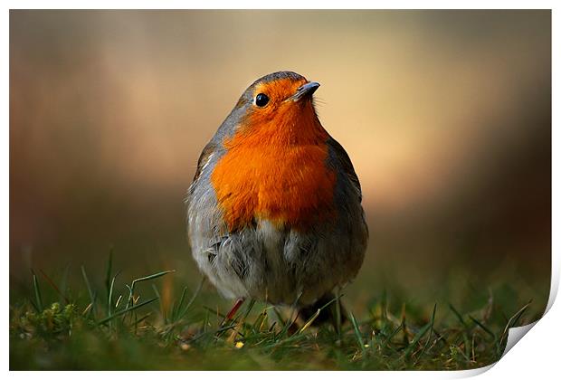 Robin Print by Macrae Images