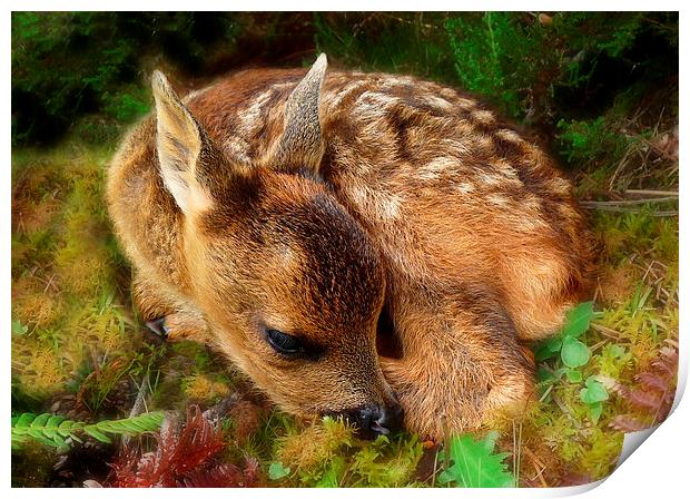 Roe deer fawn Print by Macrae Images