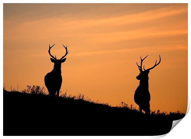 Stag silhouettes Print by Macrae Images