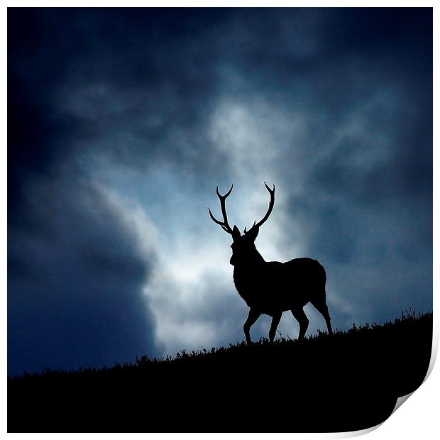 The stag Print by Macrae Images