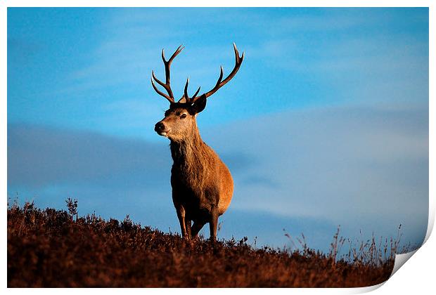 Highland Stag Print by Macrae Images