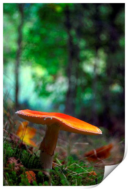 Fly agaric Print by Macrae Images