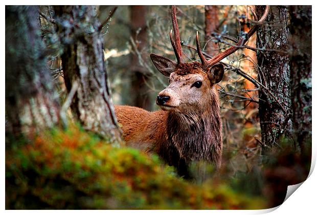 Stag in the woods Print by Macrae Images