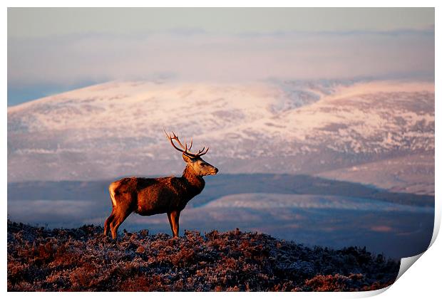 Red deer stag Print by Macrae Images