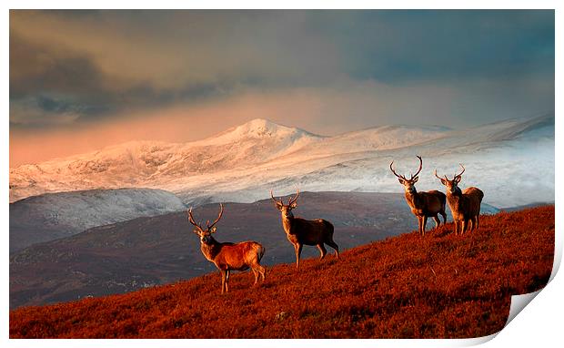 Highland Stags Print by Macrae Images