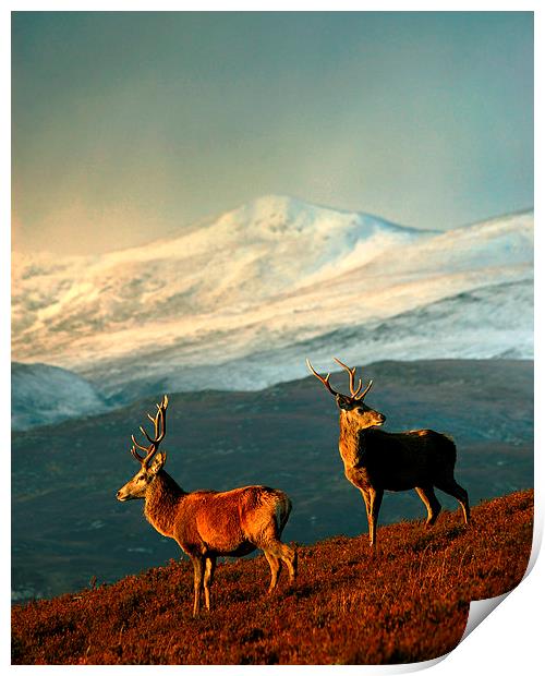  Red Deer Stags Print by Macrae Images