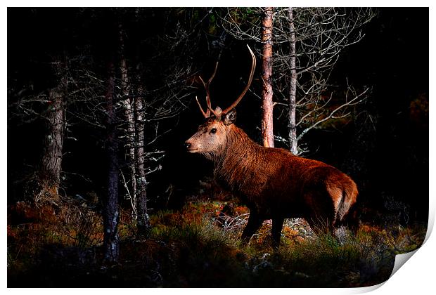  Stag in the woods Print by Macrae Images