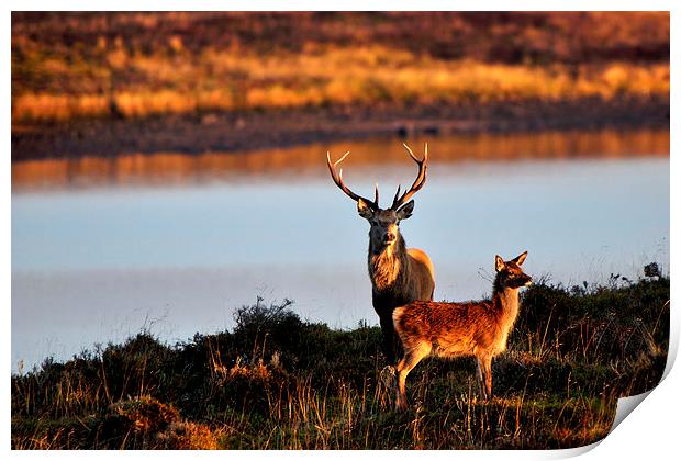 By the Lochside Print by Macrae Images