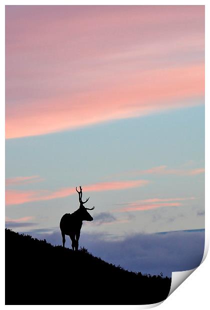     Stag Silhouette Print by Macrae Images