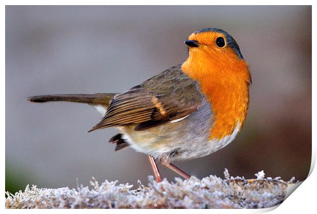   Robin Print by Macrae Images