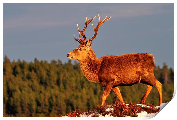 Red Deer Stag in the Winter Sun Print by Macrae Images