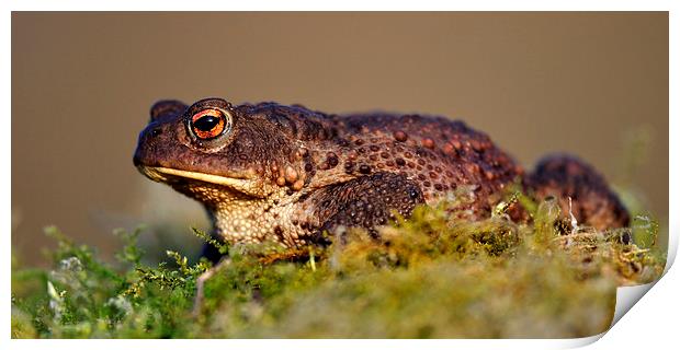   Toad Print by Macrae Images