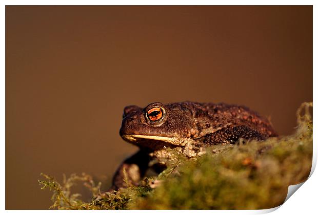    Toad Print by Macrae Images