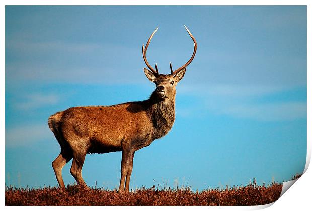     Red Deer Stag Print by Macrae Images