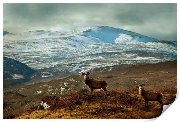  Highland Stags Print by Macrae Images