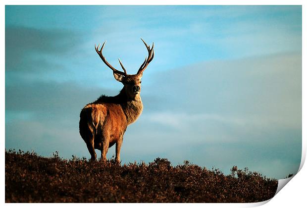  Red Deer Stag Print by Macrae Images