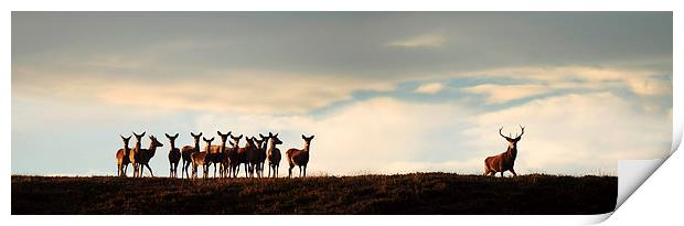  Red Deer Rut Print by Macrae Images