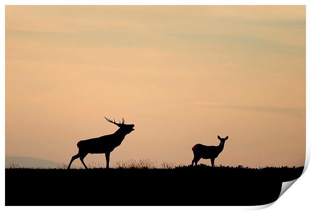  Autumn's Call Print by Macrae Images