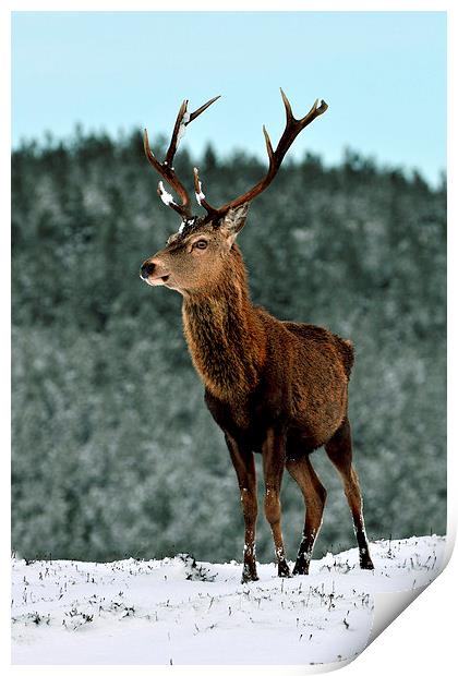   Red Deer Stag Print by Macrae Images