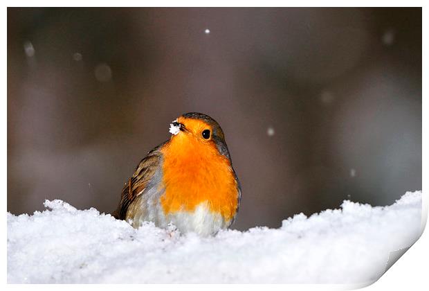  Robin in the Snow Print by Macrae Images