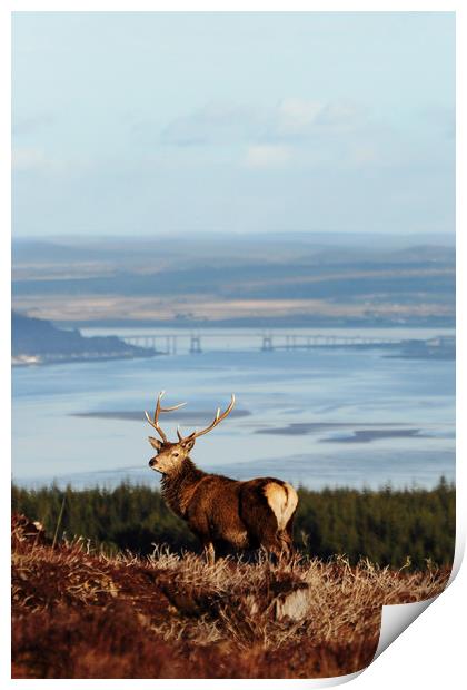 Stag Overlooking the Beauly Firth and Inverness Print by Macrae Images