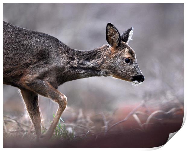 Roe Deer Print by Macrae Images