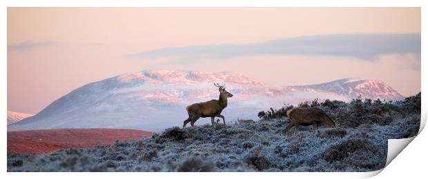Red Deer, Ben Wyvis Print by Macrae Images