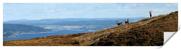 Red Deer Overlooking the Beauly Firth  Print by Macrae Images