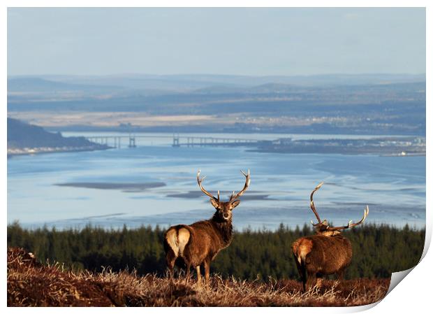 Stags Above the Beauly Firth and Inverness Print by Macrae Images