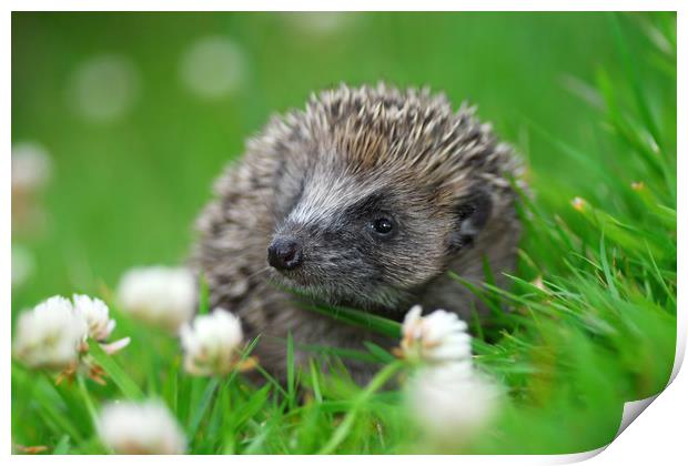 Hedgehog Print by Macrae Images