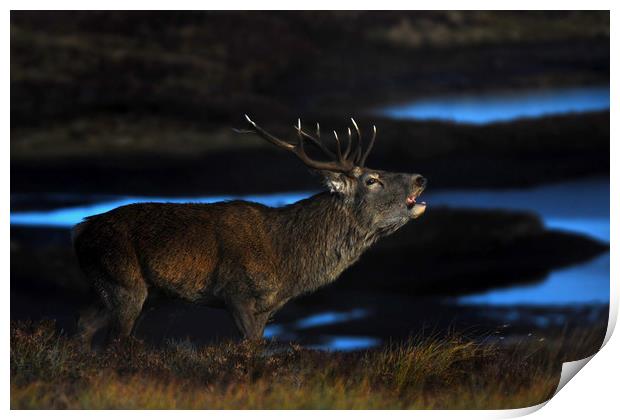 Royal Stag Print by Macrae Images