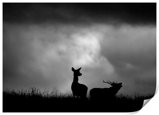 The Red Deer Rut Print by Macrae Images