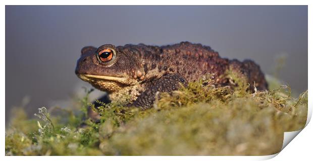 Toad  Print by Macrae Images