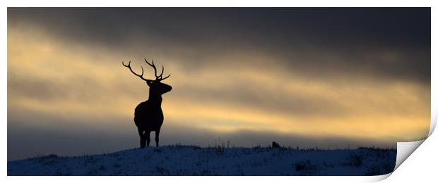 Stag Silhouette Print by Macrae Images