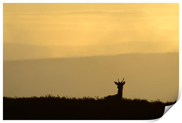 Deer Silhouette Print by Macrae Images