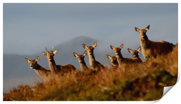 Red Deer in the Highlands Print by Macrae Images