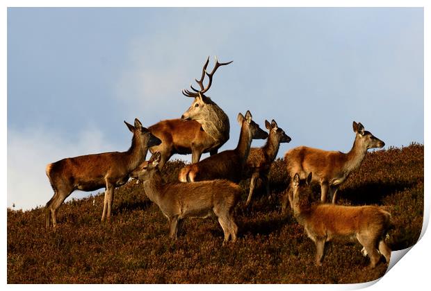 Red Deer in the Highlands  Print by Macrae Images