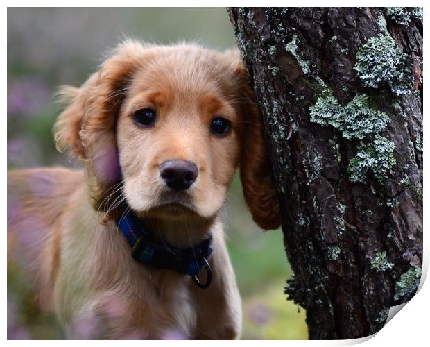 Cocker Spaniel Print by Macrae Images