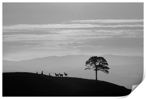 Silhouettes  Print by Macrae Images