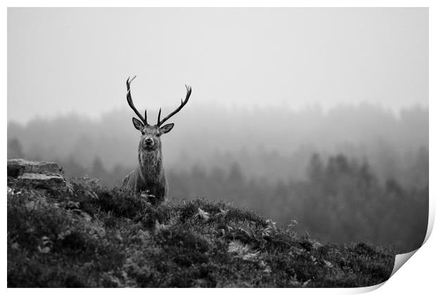 Above the Mist  Print by Macrae Images