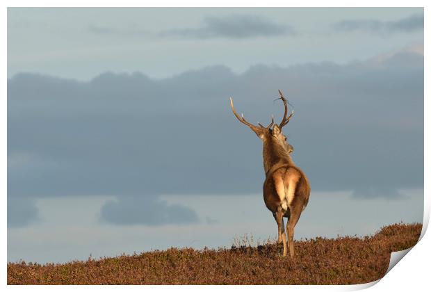 Red Deer Stag   Print by Macrae Images
