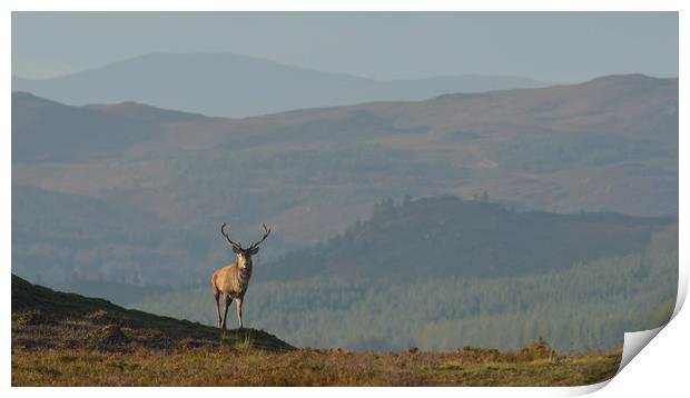 Royal Stag in the Highlands Print by Macrae Images